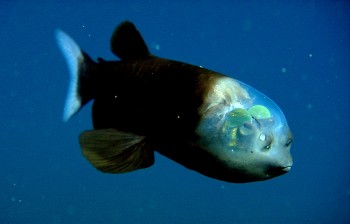 Fish With A Transparent Head