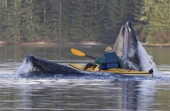 Kayaking in Alaska When Suddenly...