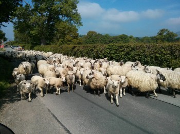 Baaaaah-d Traffic