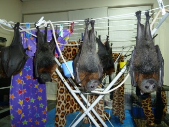 Bats Hanging On A Drier