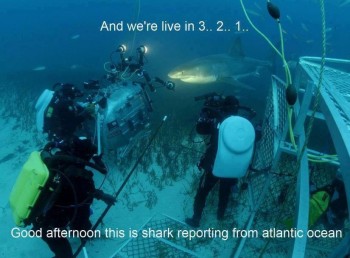 Shark News