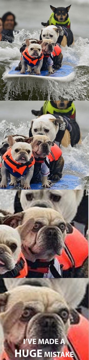 Dog Surfing