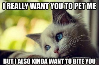 Cat Logic