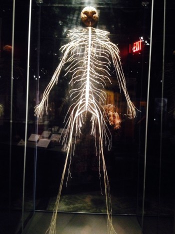Human Nervous System