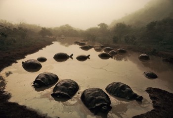Herd of mud-bathing tortoises at dusk