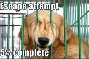 Escape Attempt