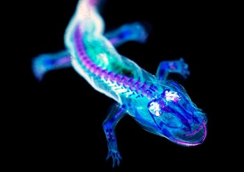 Salamander Under A Blacklight