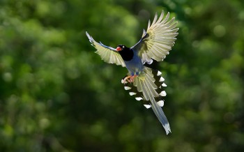 Taiwan Blue Magpie