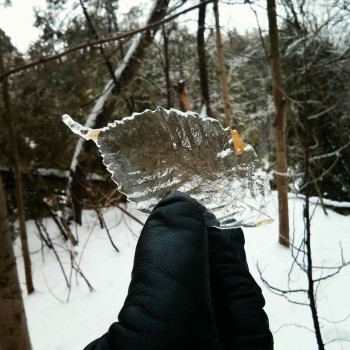 Icy Leaf