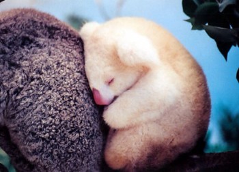 Baby Koala