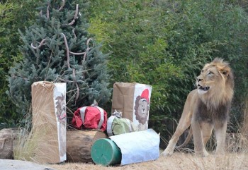 Christmas For Lion