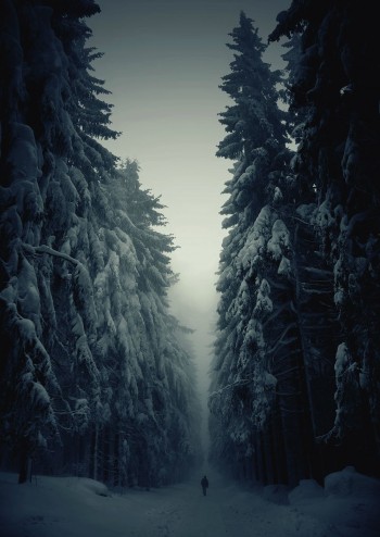 Forest Darkness
