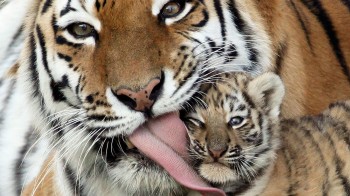 Lick