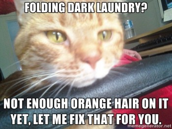 Cat's Love To Help