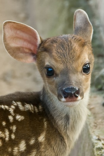 Cute