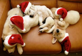 Puppies!!