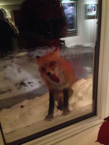 Firefox encountered a problem with Windows