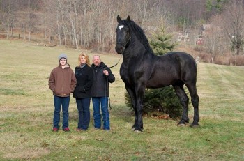 Percheron supreme world champion!