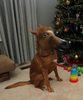 Horse Dog