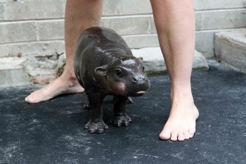 Baby Hippo