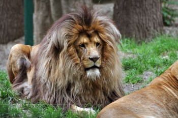 Bad Hair Day Lion