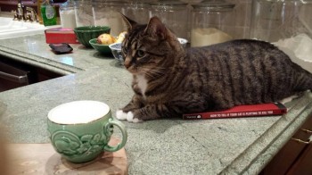 My cat does NOT want me to read this book...