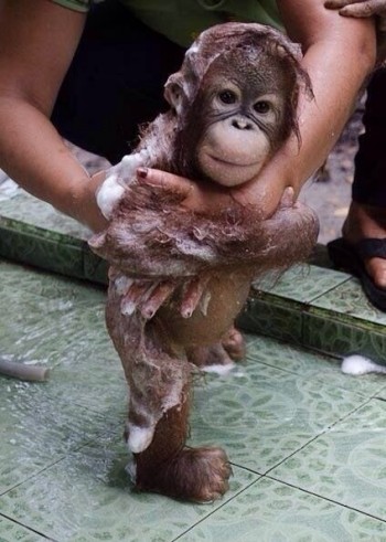 Baby Orangutan Bathing