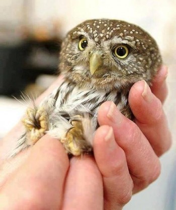 Tiny Owl