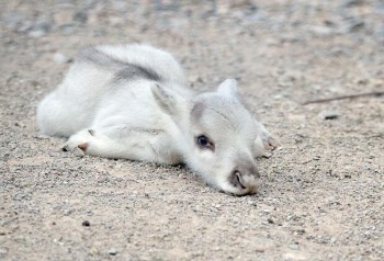 Baby Reindeer