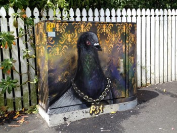 Pidgeons