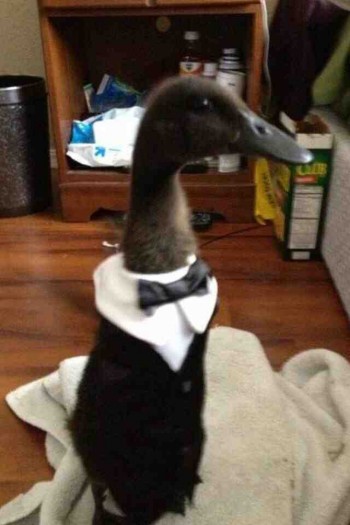 A Duck in a Tux