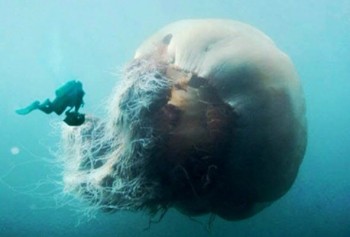 Giant Jellyfish In The Waters Off Japanese Coast