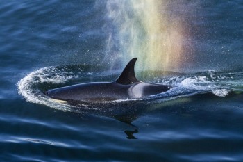 Orca Exhales A Rainbow