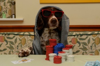 Poker Dog
