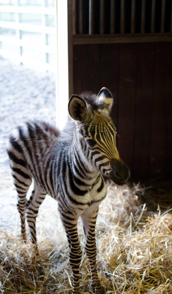 Two Day Old Zebra