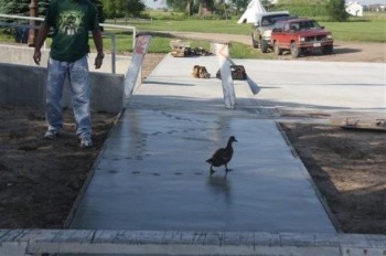 Damnit Duck!