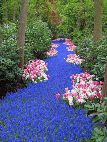 River of Flowers, Netherlands