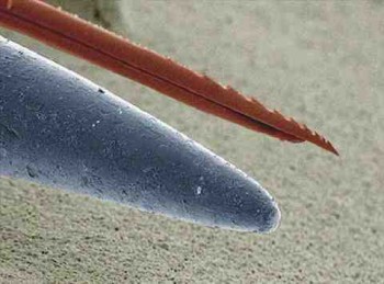 Bee Stinger vs Needle