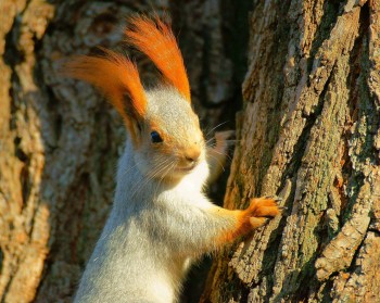 Squirrel