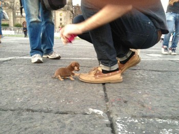 Tiny Puppy