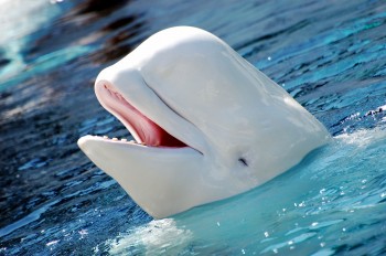 Happy Whale