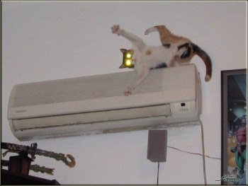 Epic Cat