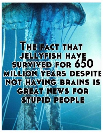 Stupid people have it going on