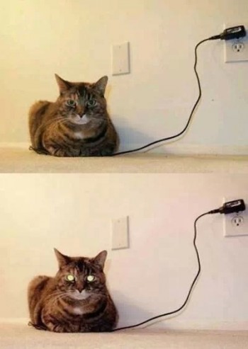 Cat is Charging