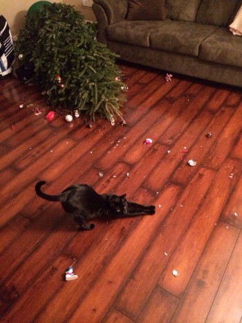 Cats Love Christmas