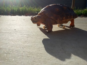 Baby Tortoise Riding A Tiny Skateboard