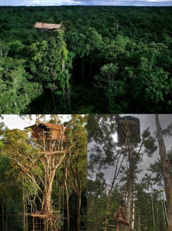 A Treehouse of the Korowai Tribe, New Guinea
