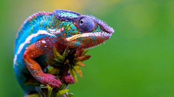 Colorful Chameleon