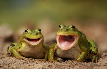 Happy Frogs