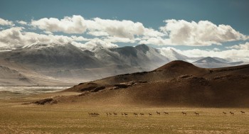 Tibetan Wild Horses